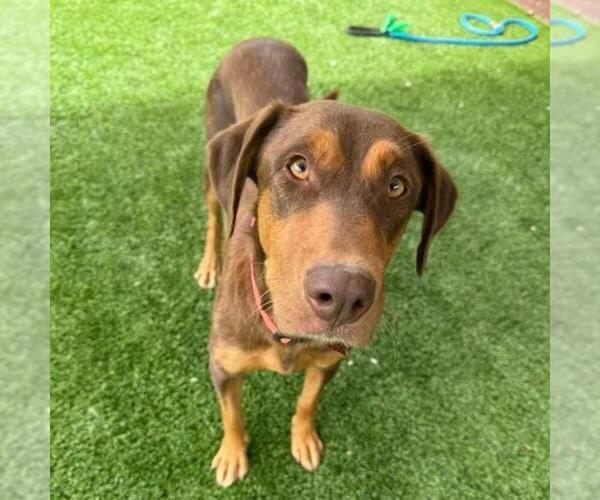 Medium Photo #6 Doberman Pinscher-Unknown Mix Puppy For Sale in San Diego, CA, USA
