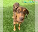 Small #5 Doberman Pinscher Mix