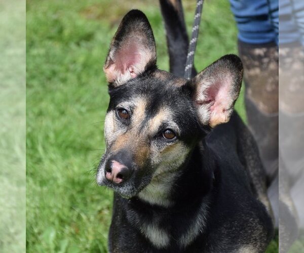 Medium Photo #1 Australian Kelpie-Unknown Mix Puppy For Sale in Anniston, AL, USA