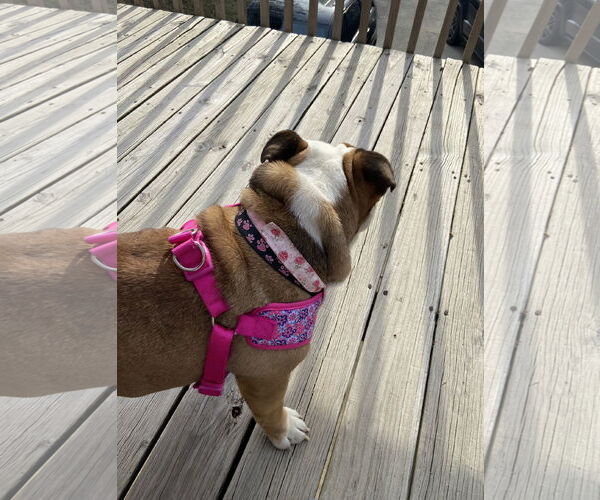 Medium Photo #3 Bulldog Puppy For Sale in Wheaton, IL, USA