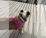 Small #2 Bulldog