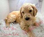 Small Photo #7 Goldendoodle Puppy For Sale in HAMPSTEAD, NC, USA