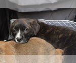 Small #3 Bulldog Mix