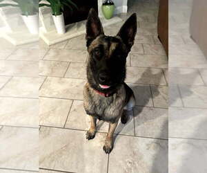 German Shepherd Dog-Unknown Mix Dogs for adoption in Imlay City, MI, USA