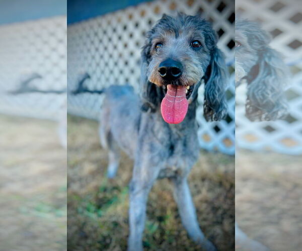 Medium Photo #3 Labradoodle Puppy For Sale in Pacolet, SC, USA