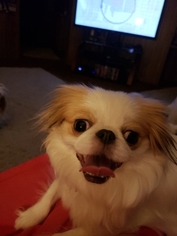 Mother of the Japanese Chin puppies born on 05/17/2018
