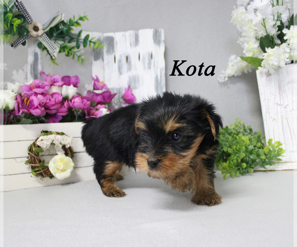 Medium Photo #1 Yorkshire Terrier Puppy For Sale in CHANUTE, KS, USA