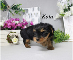 Small Photo #1 Yorkshire Terrier Puppy For Sale in CHANUTE, KS, USA