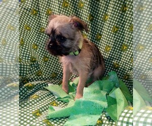 Brussels Griffon Puppy for sale in BERKELEY SPRINGS, WV, USA