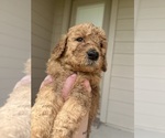 Puppy Waffles Goldendoodle