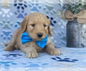 Goldendoodle Puppy for sale in LANCASTER, PA, USA