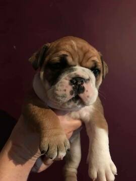 Medium Photo #1 Bulldog Puppy For Sale in BARRIER, KY, USA