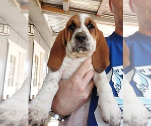 Basset Hound Puppy for sale in REDDING, CA, USA