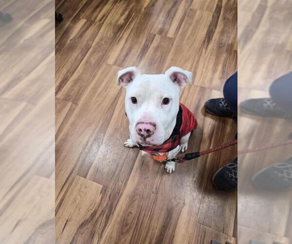 Medium Photo #4 Mutt Puppy For Sale in Elk Grove, CA, USA