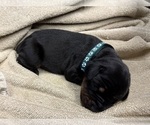 Small #1 Doberman Pinscher