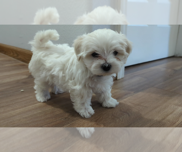 Medium Photo #2 Maltese Puppy For Sale in OCALA, FL, USA