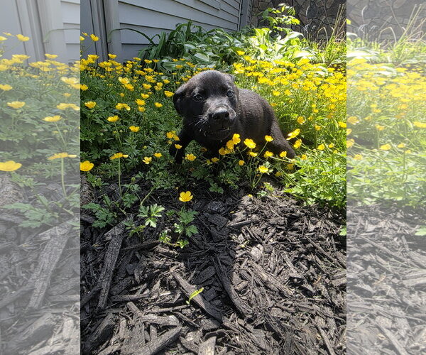 Medium Photo #6 Shepradors Puppy For Sale in SHERBURNE, NY, USA