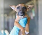 Small #1 German Shepherd Dog Mix