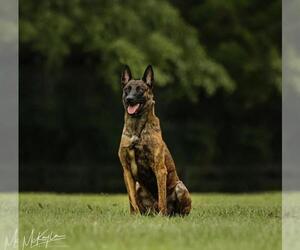 Dutch Shepherd Dog Puppy for sale in POPLARVILLE, MS, USA