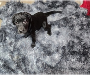 Cane Corso Puppy for sale in EAST HAMPTON, CT, USA