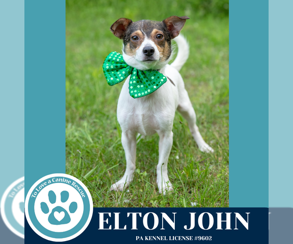 Medium Photo #4 Jack Russell Terrier-Unknown Mix Puppy For Sale in Kimberton, PA, USA