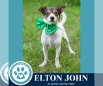 Small #3 Jack Russell Terrier Mix