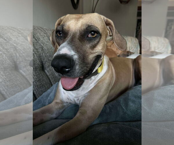 Medium Photo #6 Black Mouth Cur-Unknown Mix Puppy For Sale in Clinton , MI, USA