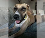 Small #5 Black Mouth Cur Mix