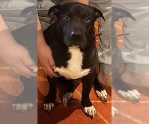 Chinese Shar-Pei-Unknown Mix Dogs for adoption in San Antonio, TX, USA