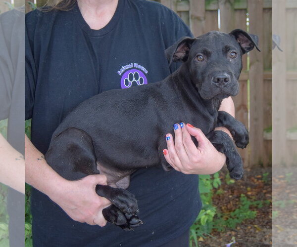 Medium Photo #2 American Bulldog-Unknown Mix Puppy For Sale in Huntley, IL, USA