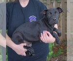 Small #1 American Bulldog Mix