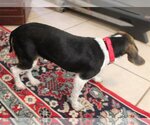 Small Photo #5 Beagle Puppy For Sale in Valrico, FL, USA
