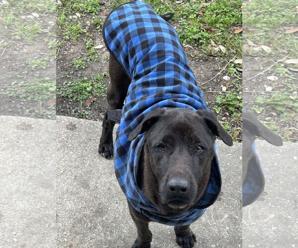 Medium Photo #1 Labrador Retriever-Unknown Mix Puppy For Sale in New Orleans, LA, USA