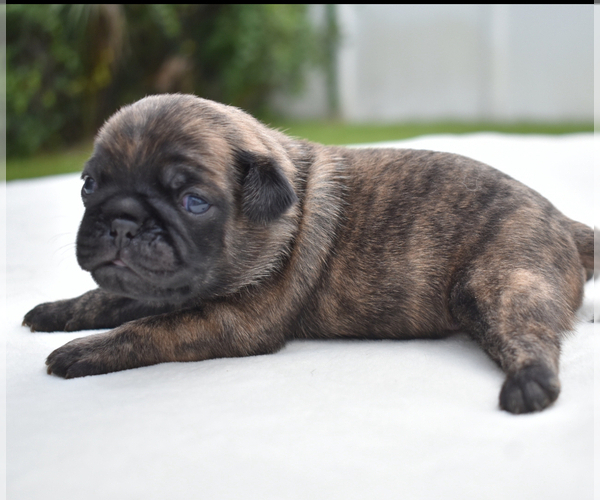 Medium Photo #1 Pug Puppy For Sale in PALM COAST, FL, USA
