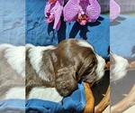 Small #9 English Springer Spaniel