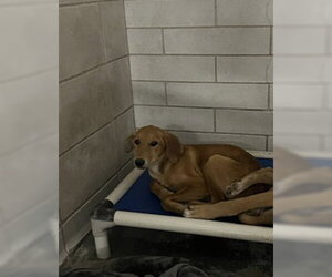 Shepradors Dogs for adoption in Stockton, CA, USA