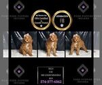 Small Photo #11 Goldendoodle (Miniature) Puppy For Sale in WARSAW, IN, USA