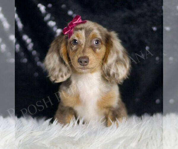 Medium Photo #40 Dachshund Puppy For Sale in WARSAW, IN, USA