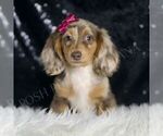 Small #4 Dachshund