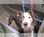 Small Photo #11 American Pit Bull Terrier Puppy For Sale in FAIRLAWN, OH, USA