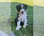 Puppy Hanky Blue Eyes Australian Shepherd