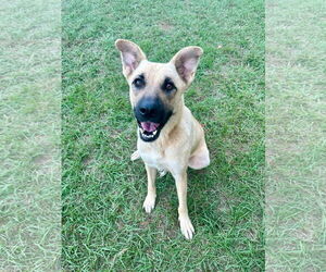 German Shepherd Dog-Unknown Mix Dogs for adoption in Eastman, GA, USA