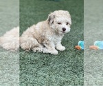 Small Photo #25 Shih-Poo Puppy For Sale in SAN DIEGO, CA, USA