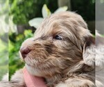 Small #3 F2 Aussiedoodle