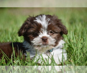 Auss-Tzu Puppy for sale in PALM COAST, FL, USA