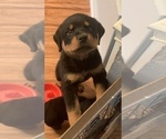 Small Photo #16 Rottweiler Puppy For Sale in GARLAND, TX, USA