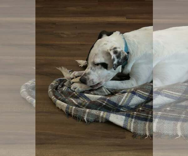 Medium Photo #7 Labrador Retriever-Unknown Mix Puppy For Sale in Woodbury, NY, USA