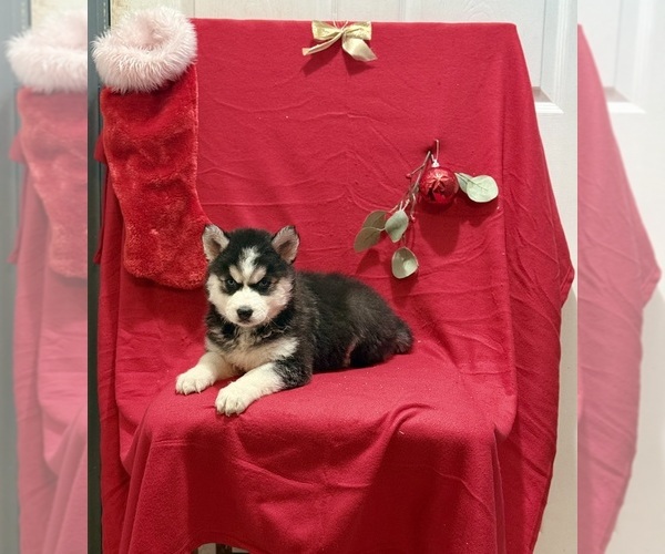 Medium Photo #3 Siberian Husky Puppy For Sale in ALTON, IL, USA