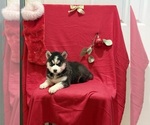 Small Photo #10 Siberian Husky Puppy For Sale in ALTON, IL, USA