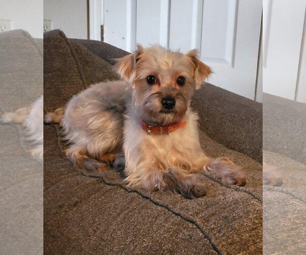 Medium Photo #1 Mutt Puppy For Sale in Modesto, CA, USA